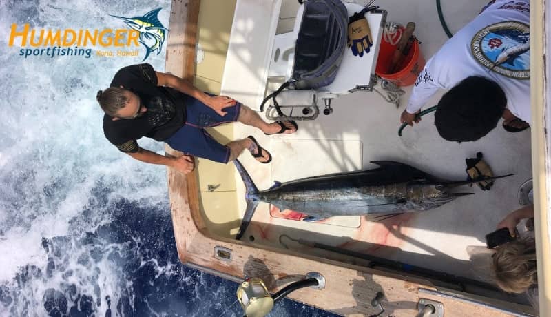 140-pound Blue Marlin