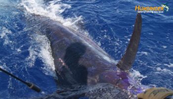 Fishing Report - 500 pound marlin