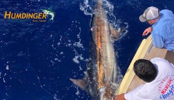 Blue Marlin Fishing Report