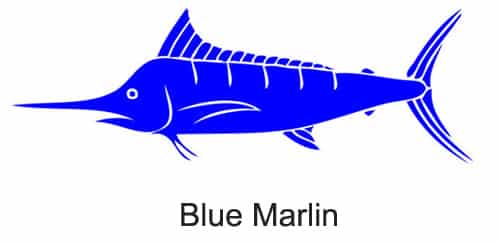 Blue Marlin