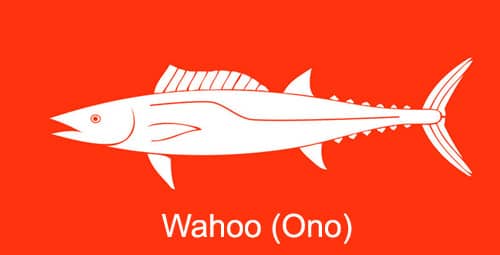 Wahoo (Ono)